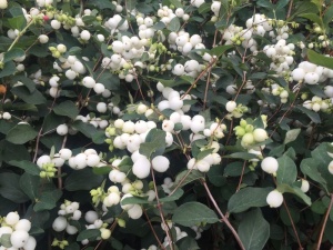 Снежноягодник белый 'White'