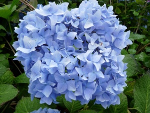 Гортензия крупнолистная  'Nikko Blue'