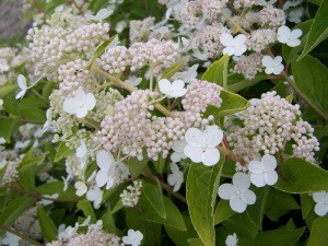 Гортензия метельчатая 'Prim White Dolprim'
