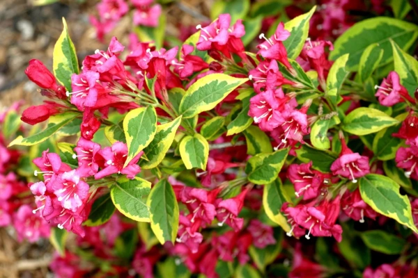 Вейгела 'Purperea'