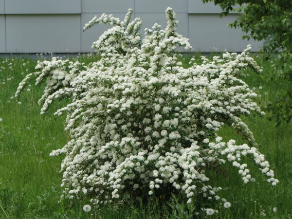 Спирея вангута piraea vanhouttei р9 10-20 см