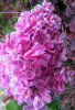 Сирень обыкновенная `Москвичка` РС 