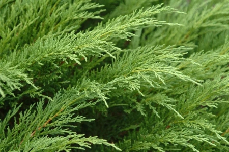 Можжевельник казацкий 'Tamariscifolia'
