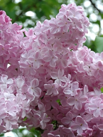 Сирень обыкновенная `Радмила` РС