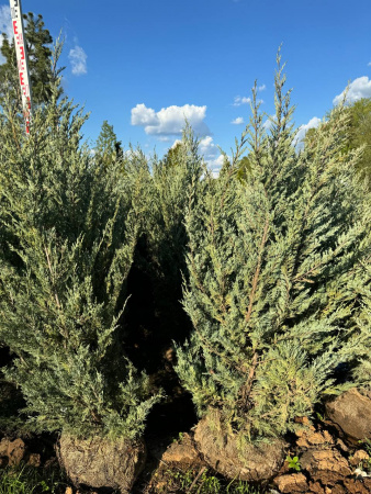 Можжевельник скальный  'Fisht'