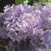 Сирень обыкновенная `Ладога` РС 