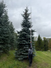 Ель колючая Глаука