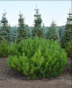Сосна горная ф. древовидная, Pinus uncinata