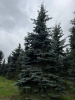 Ель колючая Глаука
