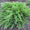 Можжевельник казацкий 'Tamariscifolia'