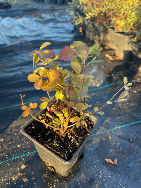 Спирея березолистная тор Spiraea betulifolia 'Tor' 10-15 см