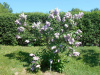 Сирень обыкновенная `Мишель Бюхнер` Экстра