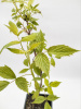 Малина ремонтантная  'Willamette'