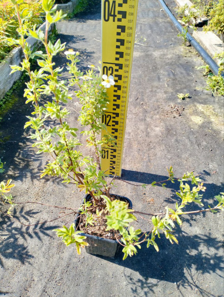 лапчатка белая Potentilla alba 30-60 см