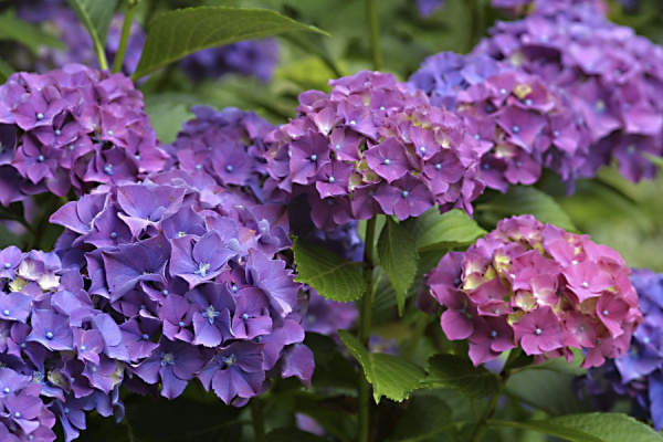 Гортензия гибридная ампельная  Purple С27