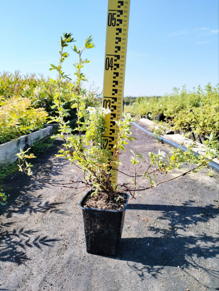 лапчатка белая Potentilla alba 30-60 см