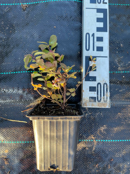 Спирея березолистная тор Spiraea betulifolia 'Tor' 10-15 см