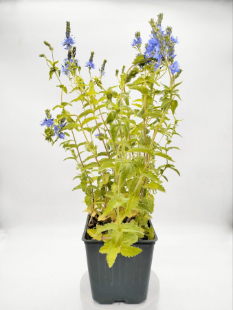 Вероника австрийская 'Royal Blue'